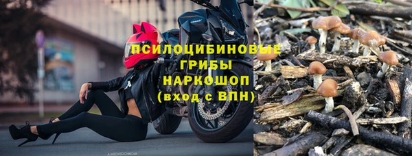 прущие грибы Абинск